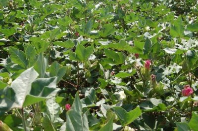 棉花是什么,是锦葵科、棉属植物