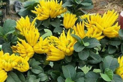 佛手的栽培要点,可以选择种子繁殖、扦插繁殖或压条繁殖