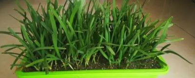 在家怎么种韭菜，需选择耐贫瘠的品种