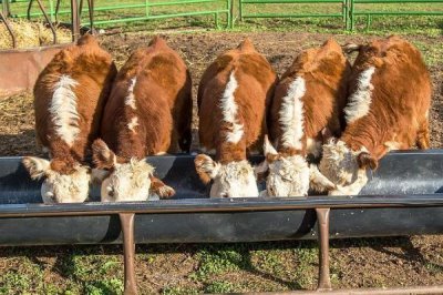 为什么母牛会喝小牛的尿，可能是因为它们口渴