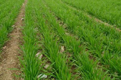 小麦种植时间和方法,播种时间会受到各地气候的影响