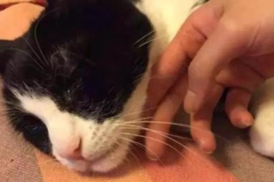 为什么猫咪会哭,可能是感觉孤独或者病了