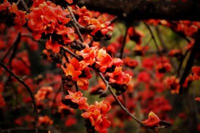 木棉的产地,亚热带地区较多