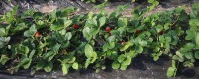 怎么种植草莓,可按照20厘米的穴距亩栽12000株