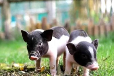 小香猪的养殖方法,每圈饲养8-10只比较合适