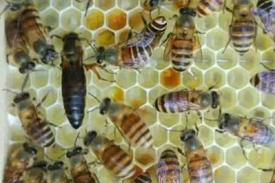 箱外如何判断蜂王产卵了，开始进粉则表示产卵了