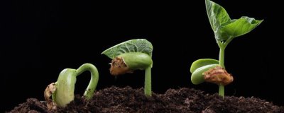 幼苗带帽的原因,双子叶的植物幼苗容易发生