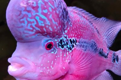 罗汉鱼肠炎用什么药，可以选择氟哌酸、左氧诺氟沙星或土霉素等