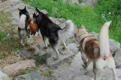 哈士奇当土狗养会不会死,一般不会死