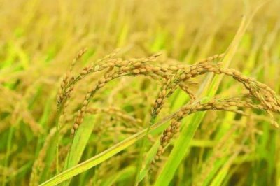 中国海水稻的种植面积，2024年年底已突破100万亩