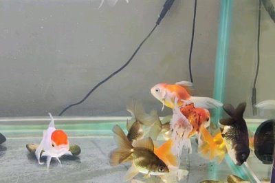 5厘米的金鱼怎么养长得快，要给它们准备一个舒适的生活环境