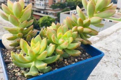 怎么把黄丽养成老桩，要充分晒光并做好浇水施肥工作