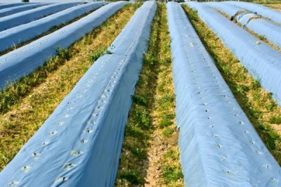 如何购买农膜，首先要看产品合格证