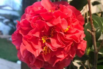 花朵大的茶花品种,有的品种花径可达15厘米