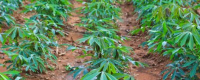 木薯植株萎蔫的症状，主要为害植株叶片、颈部