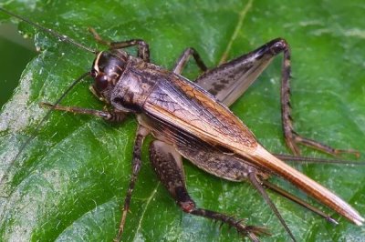 蛐蛐能活多长时间,可以存活141-151天