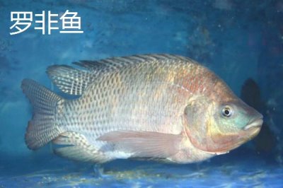 丸世朝天钩5号适合钓多大鱼,是一种特殊的鱼钩