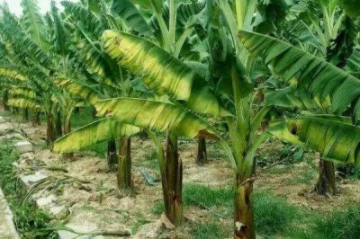 香蕉怎么施肥,生长期需多次施用化肥