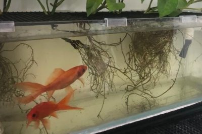 养鱼是否需要滤材,一般是需要滤材的