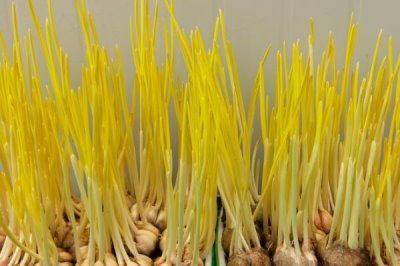 蒜黄的种植方法,播种后要覆盖细沙、再拍实压平