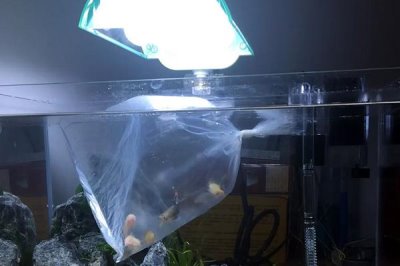 新鱼入缸的注意事项,消毒和过温很关键