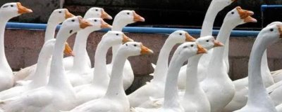 圈养肉鹅的饲喂方法,不同方法每天饲喂量不同