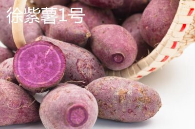 紫薯有哪些品种,以下10种产量高抗病能力强