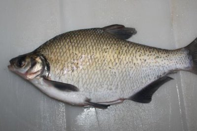 武昌鱼怎么养殖,根据鱼苗的大小分级饲养