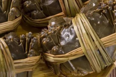 洪湖市大闸蟹为什么品质佳，当地有着苛刻的水域环境