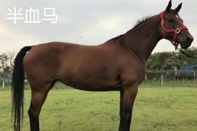 半血马和纯血马有什么区别,半血马的繁殖能力强、纯血马的繁殖能力差