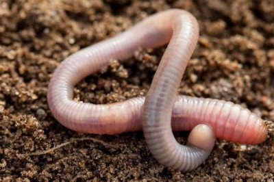 初夏怎么钓鱼,具有水草、深度为1-2米的水域可作为首选钓点