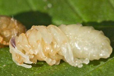 蜂王幼虫吃什么食物,蜂王幼虫吃蜂王浆