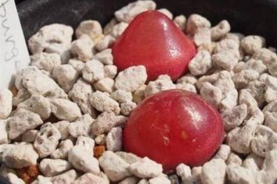 多肉灯泡怎么栽培，喜欢凉爽干燥的环境