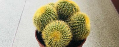 仙人球发黄的原因和处理方法，可能是缺水、暴晒或室内通风差等