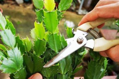 蟹爪兰的打顶方式，夏季过后进行打顶