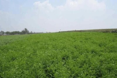 苦参的种植效益，目前种植一般可获得可观的利润