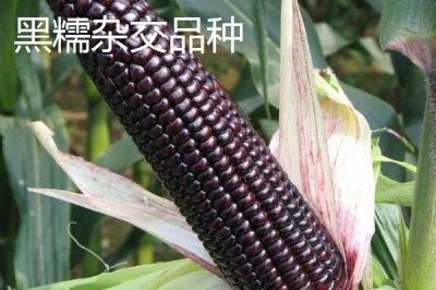 黑玉米种子售价以及如何种植，一斤需要40-60元左右