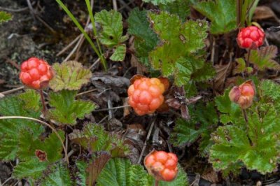 云莓的价格,最高卖到200元一斤