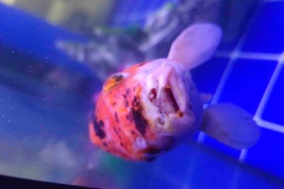 锦鲤鱼嘴唇溃烂的原因，可能是受伤后没有及时医治所致