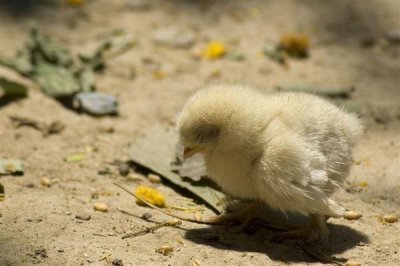 鸡苗多大能散养，1-2个月左右即可