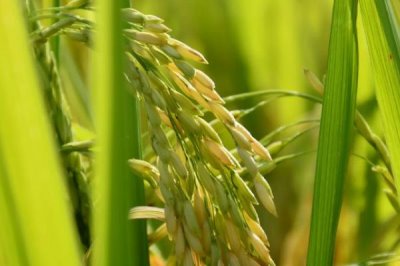 宜香优1621水稻种子介绍,该品种基部叶叶鞘绿色