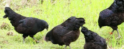 乌鸡的产地,原产自江西省的泰和县武山