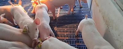 养猪需要办理哪些手续,首先要向养殖用地所在村委会提出申请