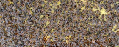 中蜂如何强群，介绍这十种方法及操作技巧