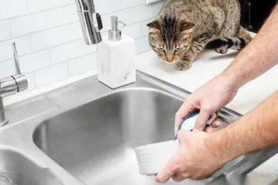 猫咪得了黑下巴如何治疗,建议多注意日常清洁