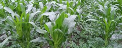 桂单660玉米种子特征特性，生育期春季平均108天