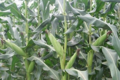 新青玉666(区试名称：新中玉青贮1号)玉米种子介绍，生育期113天