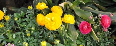 花毛茛怎么繁殖，可将块根放在湿沙中栽培