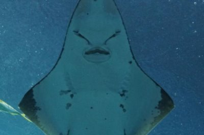 鳐鱼的种类,常见的有鳐科、单鳍鳐科、拟鳐科等