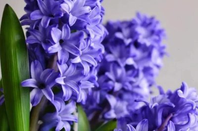 风信子有毒吗，没毒但不宜长期放置在室内